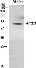 Anti-Arrdc1 Antibody Anti-Arrdc1 Antibody