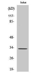Anti-ELOVL1 Antibody