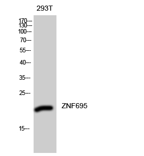 Anti-ZNF695 Antibody