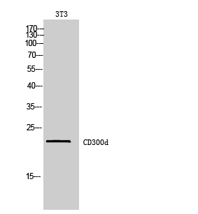 Anti-CD300d Antibody