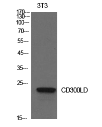 Anti-CD300d Antibody Anti-CD300d Antibody