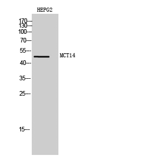 Anti-MCT14 Antibody