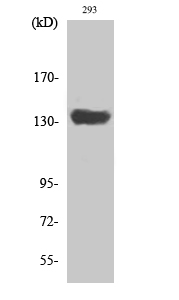 Anti-SCAF1 Antibody