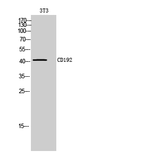Anti-CD192 Antibody
