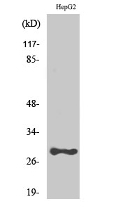 Anti-PSCA Antibody
