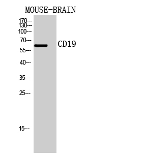 Anti-CD19 Antibody