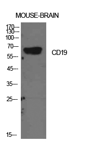 Anti-CD19 Antibody Anti-CD19 Antibody