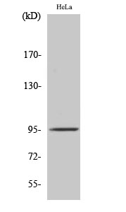 Anti-Fer Antibody
