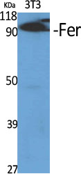 Anti-Fer Antibody Anti-Fer Antibody