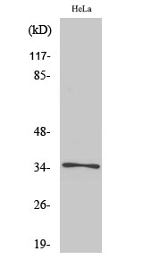 Anti-Olfactory receptor 52E6 Antibody