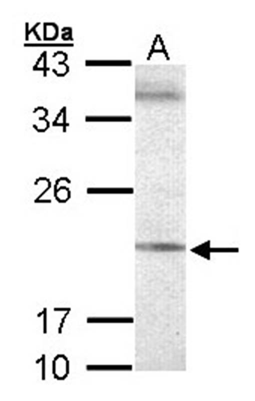 Anti-Sec61 gamma subunit Antibody
