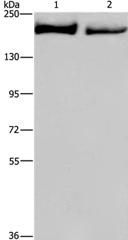 Anti-KIDINS220 Antibody