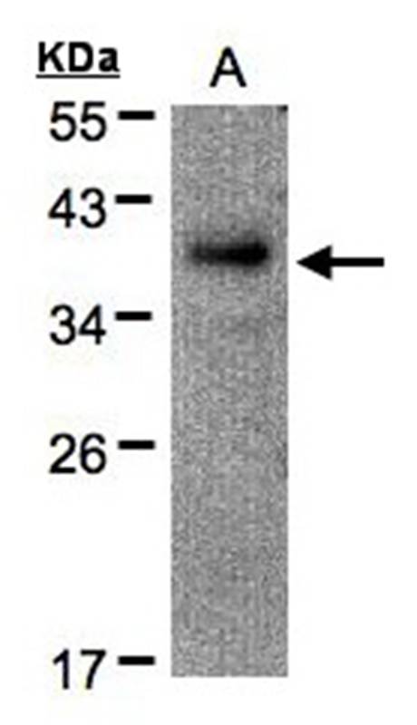 Anti-RAD51AP1 Antibody