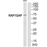 Anti-RAP1GDS1 Antibody