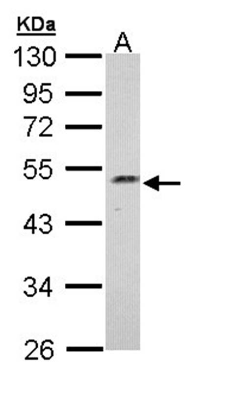 Anti-Njmu-R1 Antibody