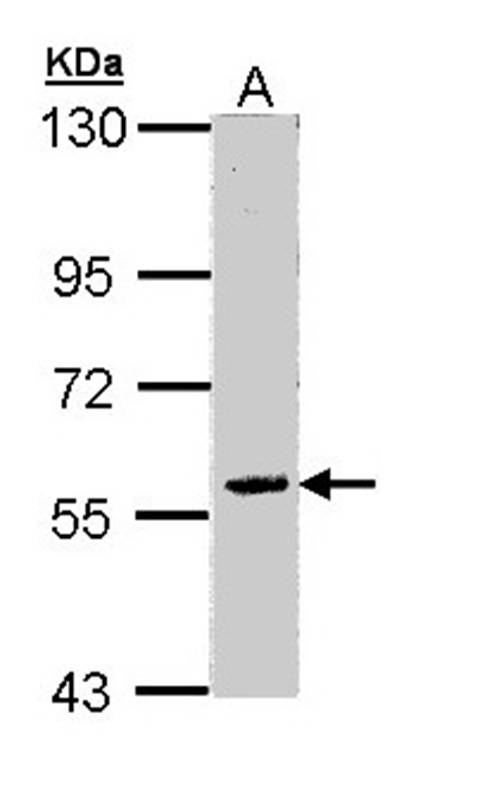 Anti-FAM126A Antibody