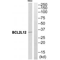 Anti-BCL2L12 Antibody