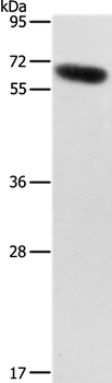 Anti-SLC2A12 Antibody