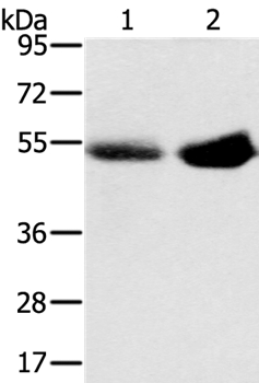 Anti-SLC13A3 Antibody