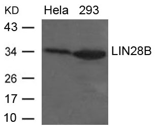 Anti-LIN28B Antibody