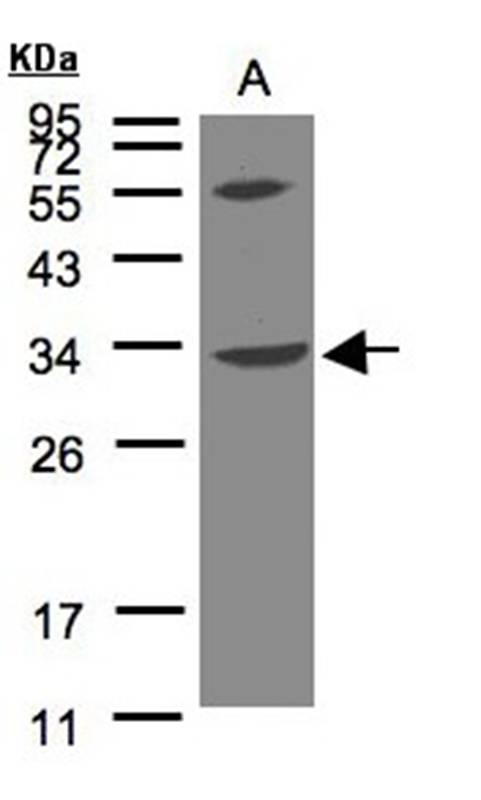 Anti-VPS37C Antibody