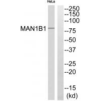 Anti-MAN1B1 Antibody