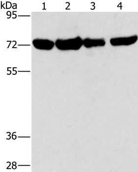 Anti-DEPDC1 Antibody