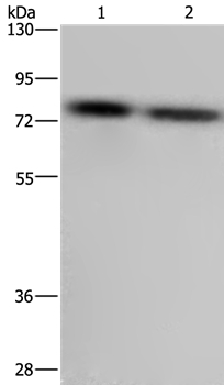 Anti-PABPC1 Antibody
