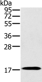 Anti-RNF122 Antibody