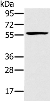 Anti-TRIM34 Antibody
