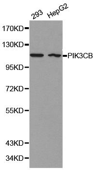 Anti-PIK3CB Antibody
