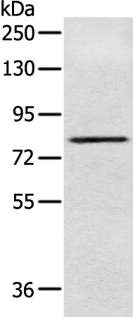 Anti-NFKBIZ Antibody