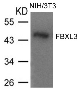 Anti-FBXL3 Antibody