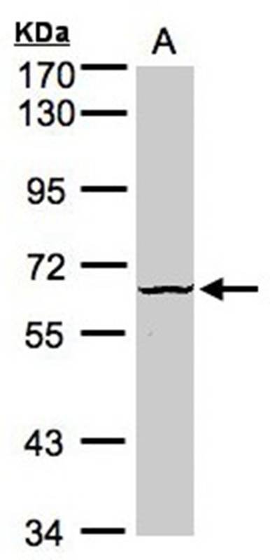 Anti-Dyrk3 Antibody