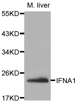 Anti-IFNA1 Antibody