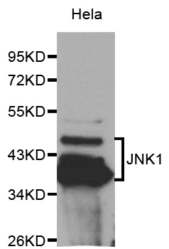 Anti-MAPK8 Antibody