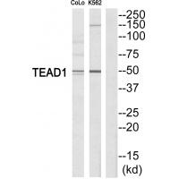 Anti-TEAD1 Antibody