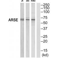 Anti-ARSE Antibody