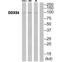 Anti-DDX54 Antibody