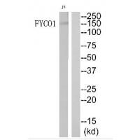 Anti-FYCO1 Antibody