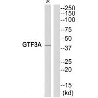 Anti-GTF3A Antibody