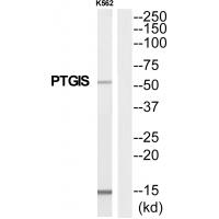 Anti-PTGIS Antibody