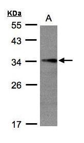 Anti-EFHD2 Antibody