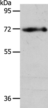 Anti-EGFL6 Antibody