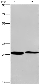 Anti-CPSF4 Antibody