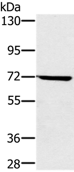 Anti-NUP85 Antibody