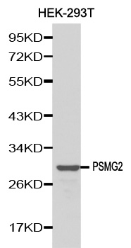 Anti-PSMG2 Antibody