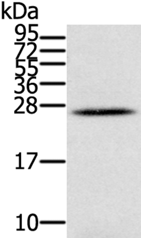 Anti-IFNL3 Antibody