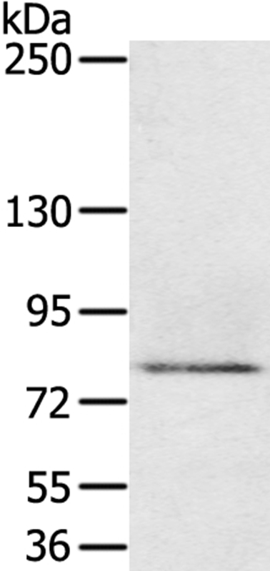 Anti-MEP1A Antibody
