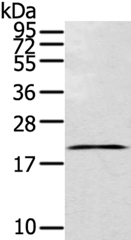 Anti-TEX37 Antibody